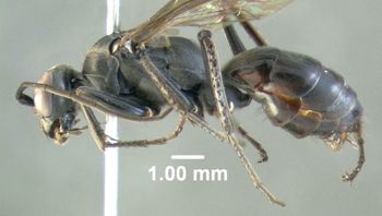 Media type: image;   Entomology 600324 Aspect: habitus lateral view